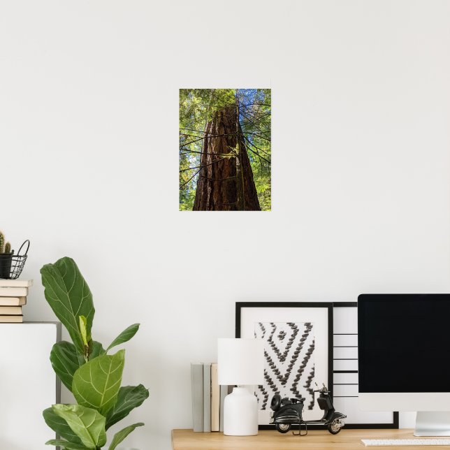 Giant Douglas Fir Tree Photographic Poster (Home Office)