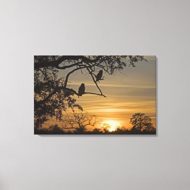 Giant Eagle Owls (Bubo lacteus) silhouetted at Canvas Print (Front)