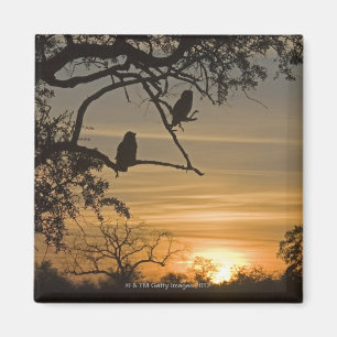 Giant Eagle Owls (Bubo lacteus) silhouetted at Magnet