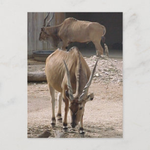"Giant Eland" Postcard