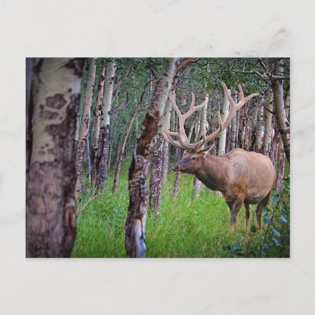 Giant Elk Photo Postcard (Front)
