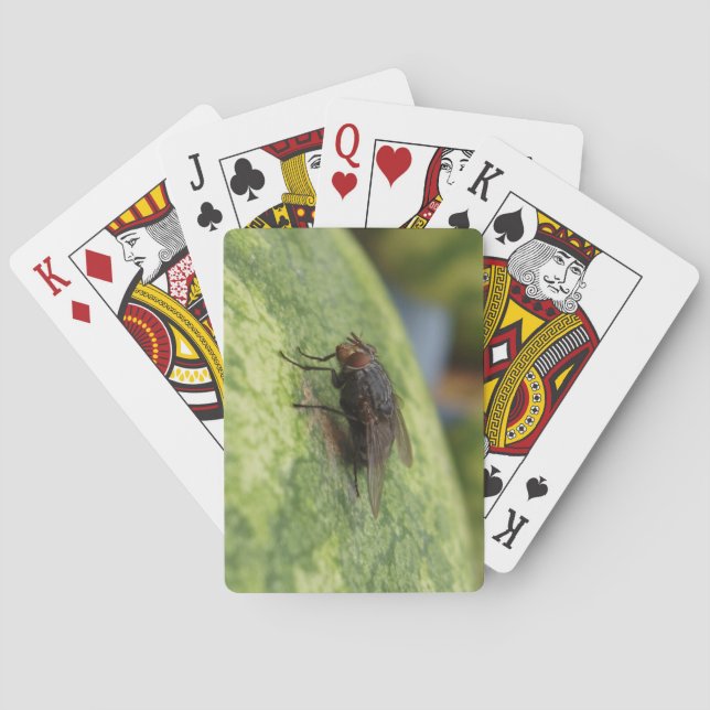 GIANT Fly Deck of Playing Cards (Back)