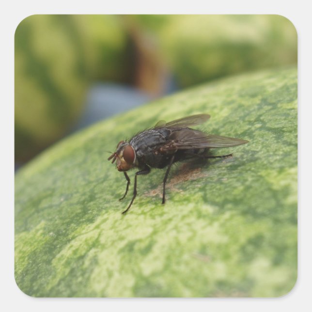 GIANT Fly Sticker Set (Front)