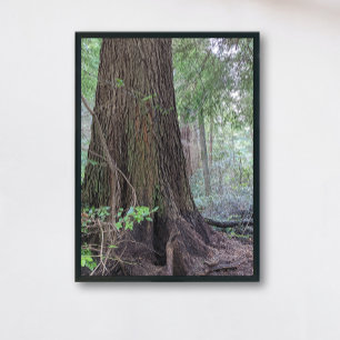 Giant Forest Conifer Tree Nature Photo Print