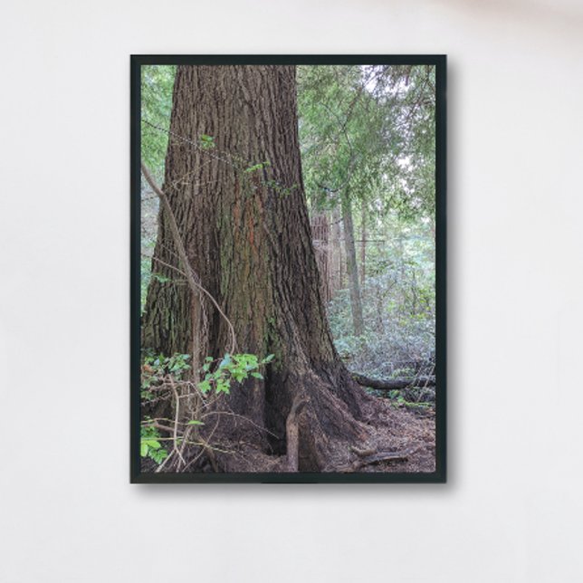 Giant Forest Conifer Tree Nature Photo Print (In Situ Framed)