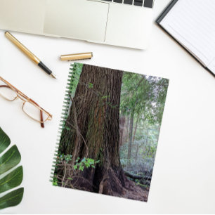Giant Forest Conifer Tree Notebook
