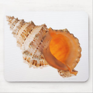 Giant Frog shell (Tutufa bubo) against white Mouse Mat