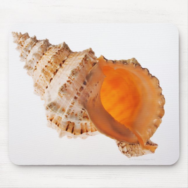 Giant Frog shell (Tutufa bubo) against white Mouse Mat (Front)