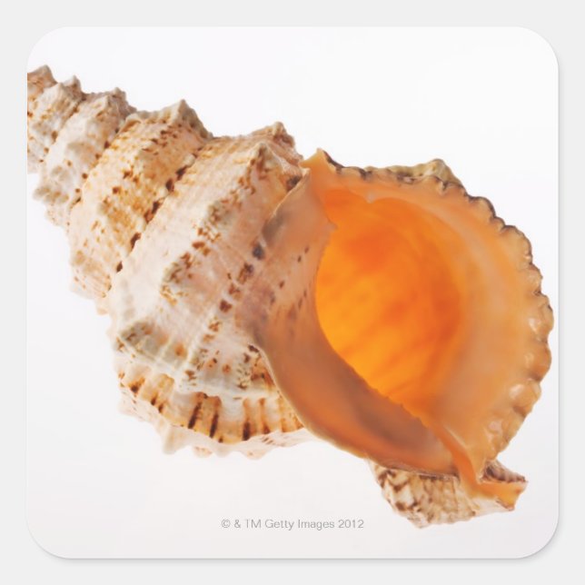 Giant Frog shell (Tutufa bubo) against white Square Sticker (Front)
