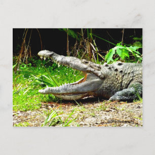 Giant gator with his mouth open postcard