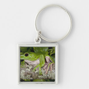 Giant Gliding Frog, Polypedates dennysi ssp, Key Ring