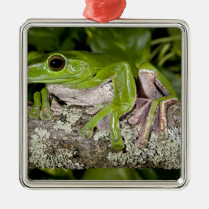 Giant Gliding Frog, Polypedates dennysi ssp, Metal Tree Decoration