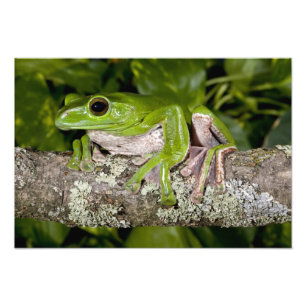 Giant Gliding Frog, Polypedates dennysi ssp, Photo Print