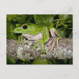 Giant Gliding Frog, Polypedates dennysi ssp, Postcard