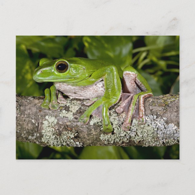 Giant Gliding Frog, Polypedates dennysi ssp, Postcard (Front)
