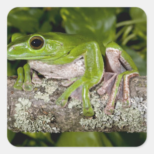 Giant Gliding Frog, Polypedates dennysi ssp, Square Sticker