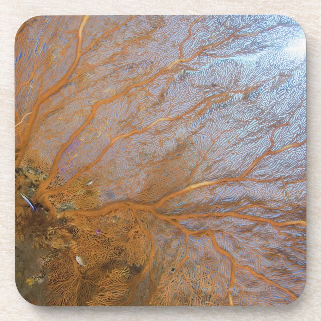 Giant gorgonian sea fan (Plexauridae sp.) Coaster (Front)