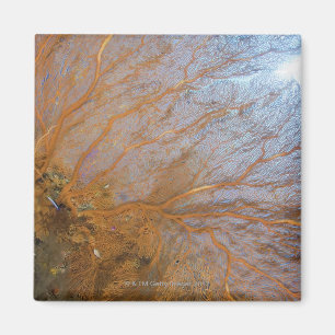Giant gorgonian sea fan (Plexauridae sp.) Magnet