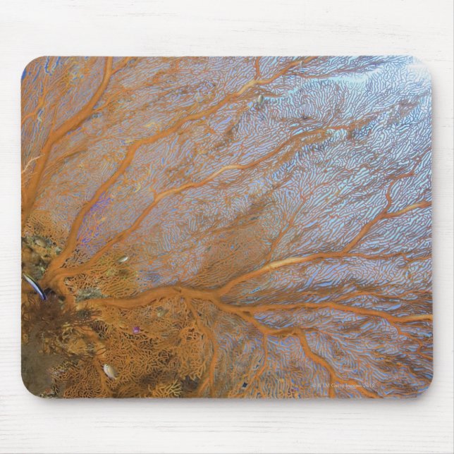 Giant gorgonian sea fan (Plexauridae sp.) Mouse Mat (Front)