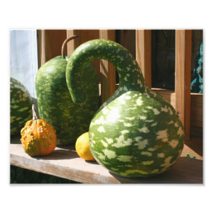 Giant Gourds Nature Photo Print