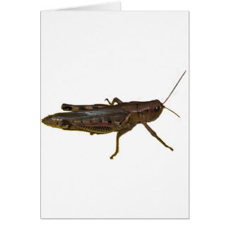 Giant Grasshopper