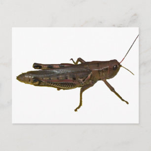 Giant Grasshopper Postcard