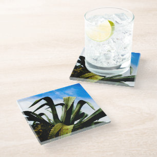 Giant Green Aloe Plant Glass Coaster