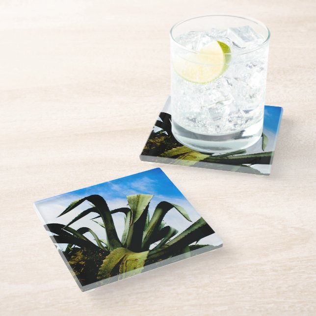 Giant Green Aloe Plant Glass Coaster (Angled)
