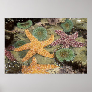 Giant green anemones and ocher sea stars poster