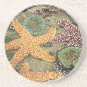 Giant green anemones and ochre sea stars coaster