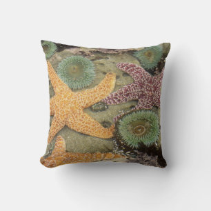 Giant green anemones and ochre sea stars cushion