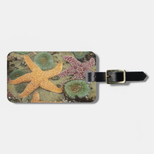 Giant green anemones and ochre sea stars luggage tag