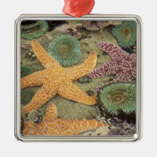 Giant green anemones and ochre sea stars metal tree decoration
