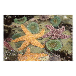 Giant green anemones and ochre sea stars photo print