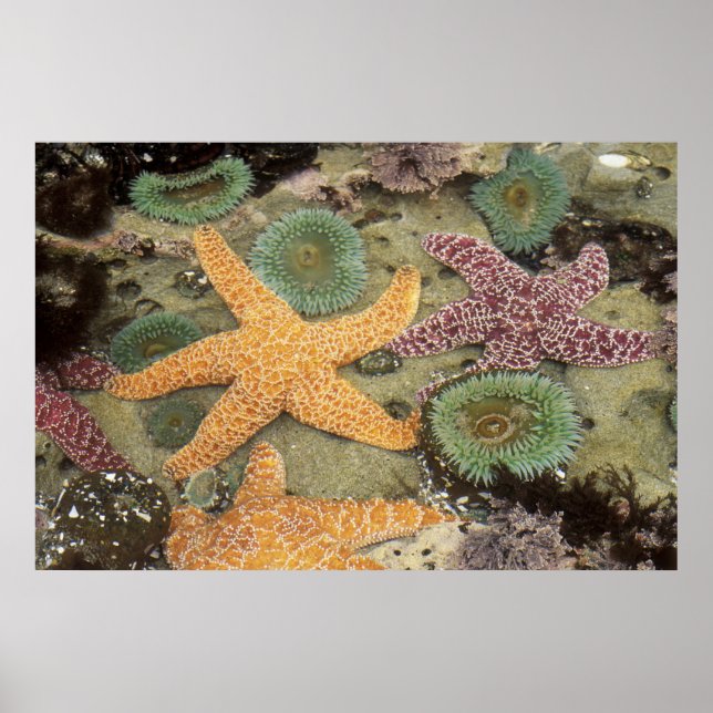 Giant green anemones and ochre sea stars poster (Front)