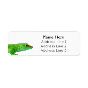 Giant Green Day Gecko - grandis Return address