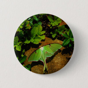 Giant Green Luna moth 6 Cm Round Badge