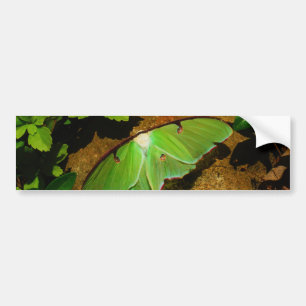 Giant Green Luna moth Bumper Sticker
