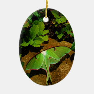 Giant Green Luna moth Ceramic Tree Decoration