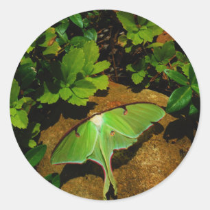 Giant Green Luna moth Classic Round Sticker