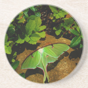 Giant Green Luna moth Coaster