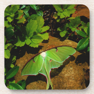 Giant Green Luna moth Coaster