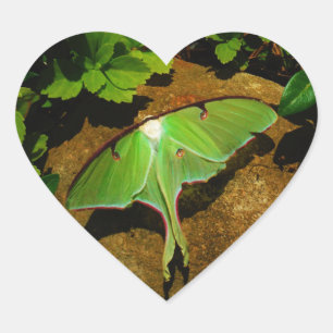 Giant Green Luna moth Heart Sticker