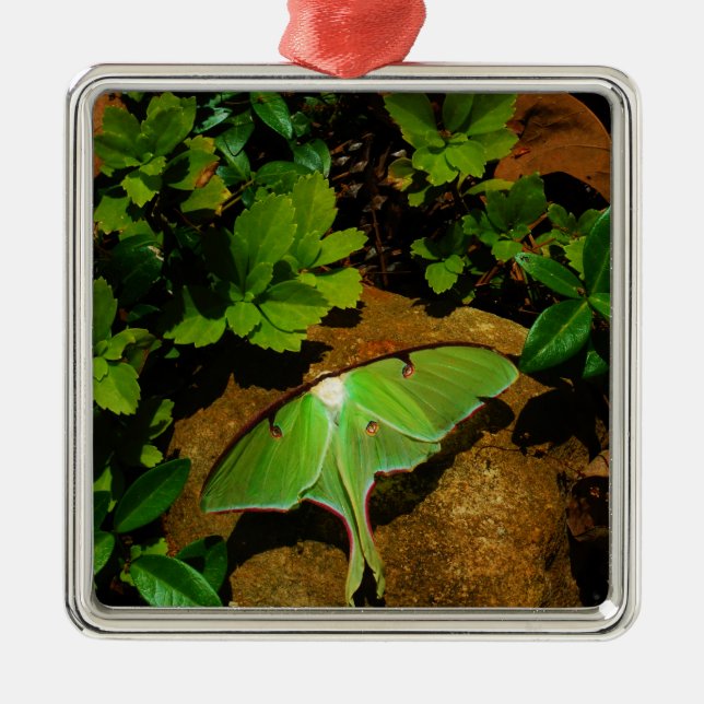 Giant Green Luna moth Metal Tree Decoration (Front)