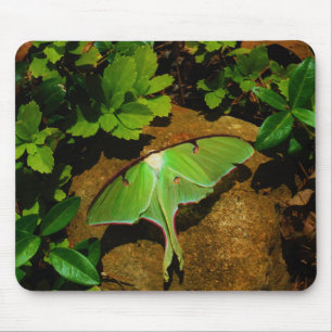 Giant Green Luna moth Mouse Mat