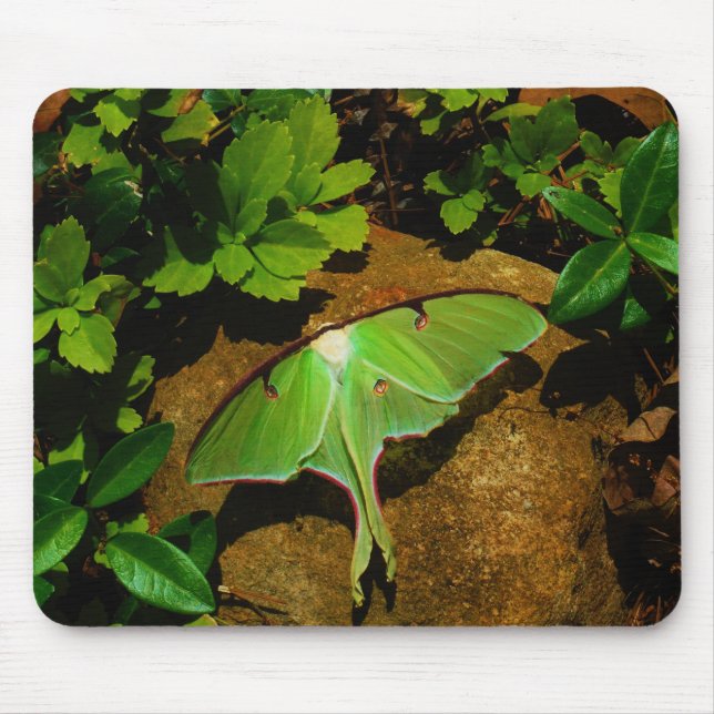 Giant Green Luna moth Mouse Mat (Front)
