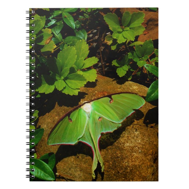 Giant Green Luna moth Notebook (Front)
