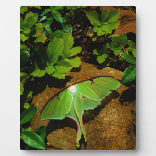 Giant Green Luna moth Plaque