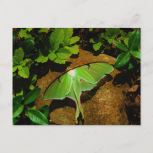 Giant Green Luna moth Postcard