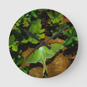Giant Green Luna moth Round Clock